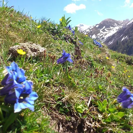 Bailom * Elbigenalp