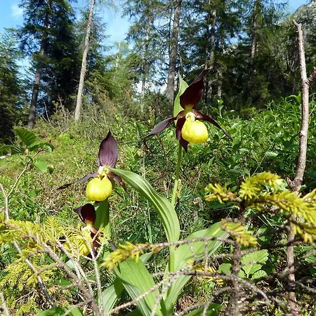 Bailom * Elbigenalp
