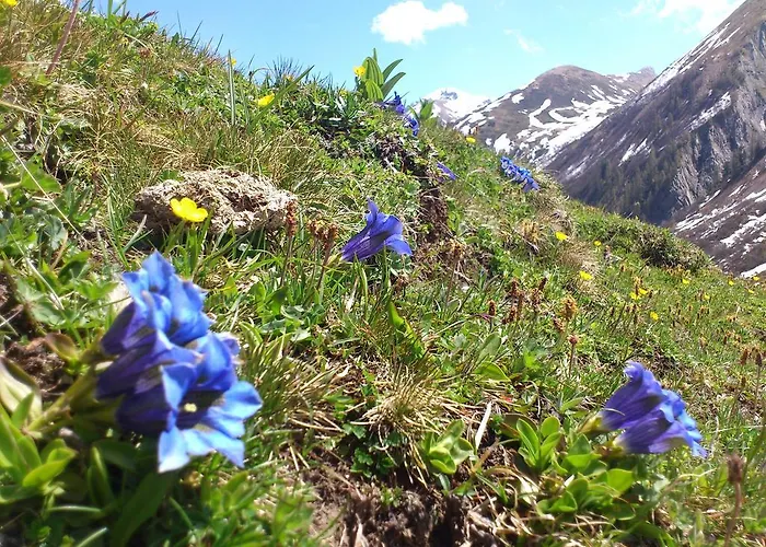 Bailom * 엘비게날프