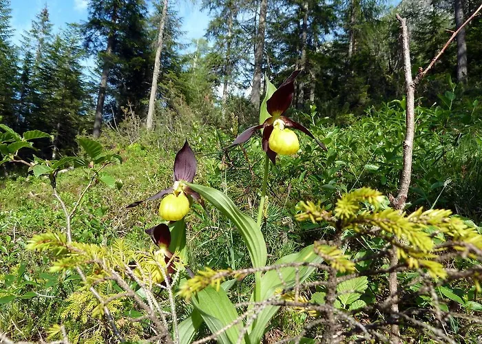 Bailom * 엘비게날프